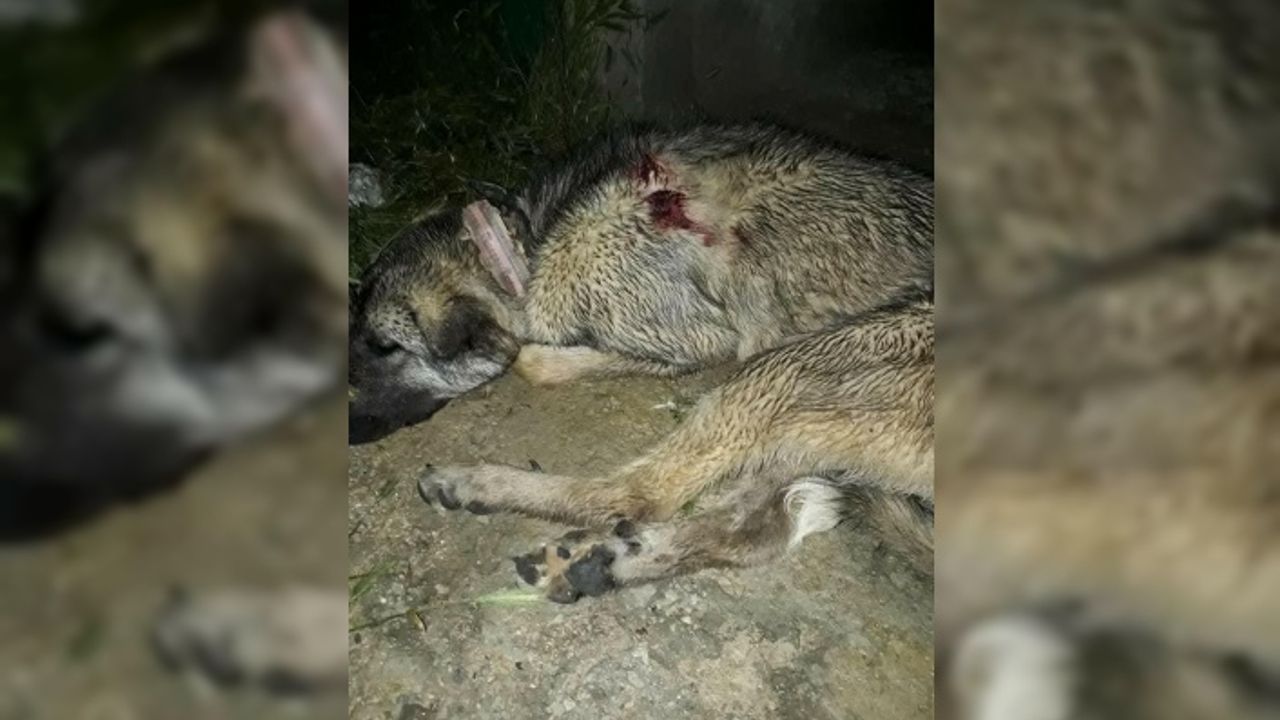 Kulübesinde bağlı hamile çoban köpeği vurularak öldürüldü