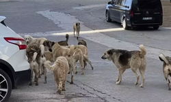 Başıboş köpek düzenlemesi geliyor