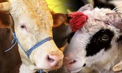 Kurban fiyatları el yakıyor