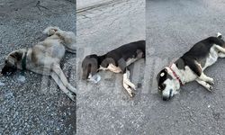 Bunun adı vahşet!