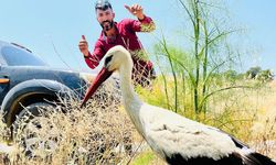 Yaralı leylek için seferber oldular