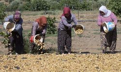İncir işçi ücretleri belli oldu: 33 güne 90 bin lira