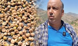 Tire’de incir hasadı başladı: kalite beklentisi yüksek