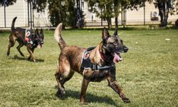 Kayıp bebeği kadavra köpekleriyle arayacaklar