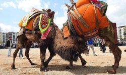 Denizli’de “Şap” sebebiyle deve güreşi iptal edildi