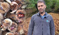 Tireli kestane üreticisi işçi sıkıntısından dertli