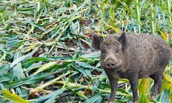 Domuzlar çiftçiyi canından bezdirdi