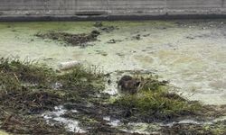 Havuzda mahsur kalan tilkiyi, Tire Belediyesi ekipleri kurtardı