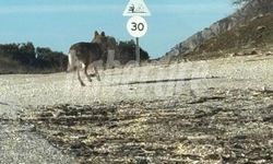 Tire Dağlarında Bir İlk: Kurt Kameralara Yansıdı!