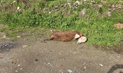 Telef olan hayvanı yol kenarına attılar
