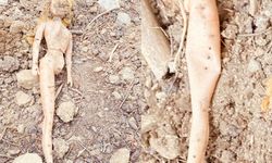 Mezarlıkta tüyler ürperten olay