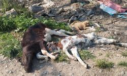 Bu hayvanlar neden ölüyor?