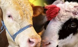 Kurban fiyatları cep yakacak