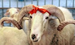 Vekaletle kurban kesim bedelleri belirlendi