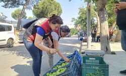 Tire'de ilek satıcılarına sıkı denetim