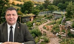 Sokak Hayvanları için müjdeli haber