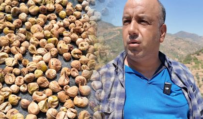 Tire’de incir hasadı başladı: kalite beklentisi yüksek