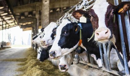 Tireli Üreticiler: “Süt fiyatları uygulanmıyor! Şikayet eden mimleniyor!"