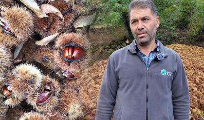 Tireli kestane üreticisi işçi sıkıntısından dertli