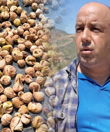 Tire’de incir hasadı başladı: kalite beklentisi yüksek