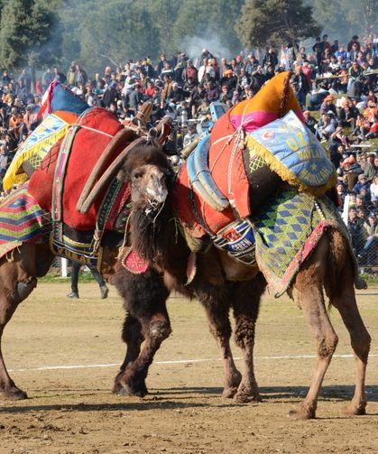 Deve Güreşlerinin Tarih ve Yerleri Belli Oldu