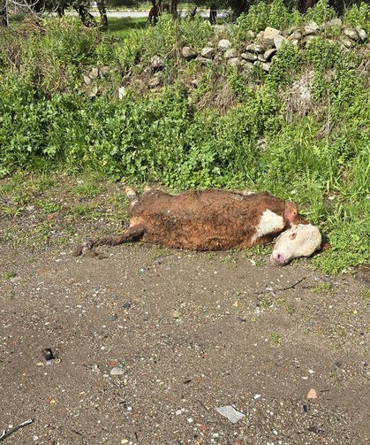 Telef olan hayvanı yol kenarına attılar