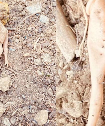 Mezarlıkta tüyler ürperten olay