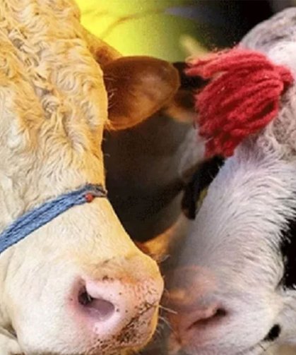 Kurban fiyatları cep yakacak