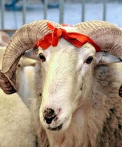 Vekaletle kurban kesim bedelleri belirlendi