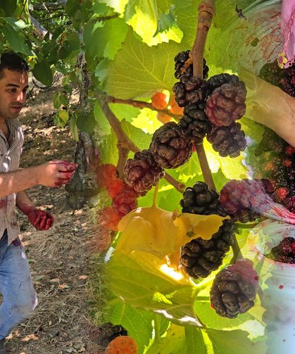 Tire’de karadut hasadı başladı