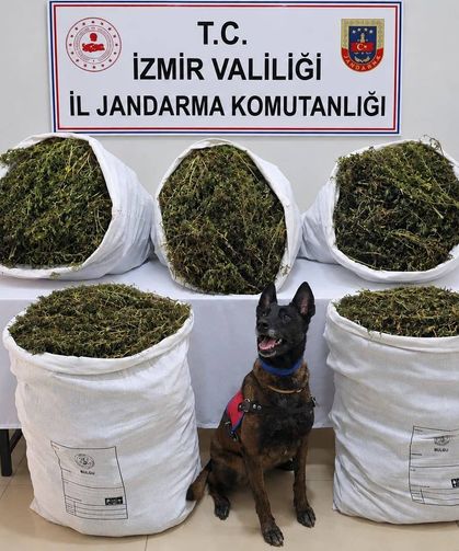 Tire’de 55 kilo esrar ele geçirildi: 3 kişi tutuklandı