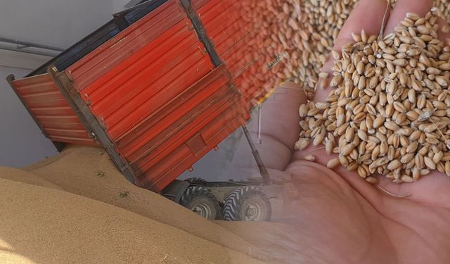TMO, Tire’de buğday alımına başladı