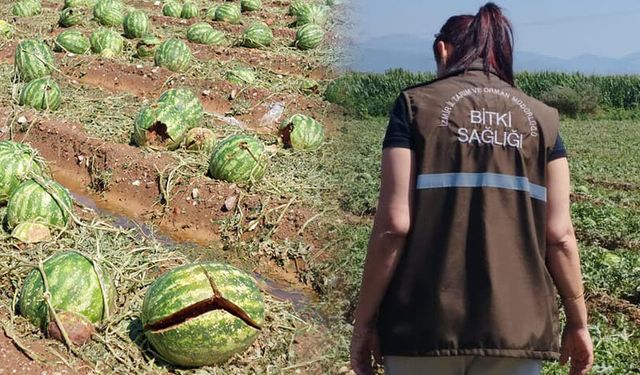 İlçe Tarım, afetin bilançosunu tespit etmek için sahada