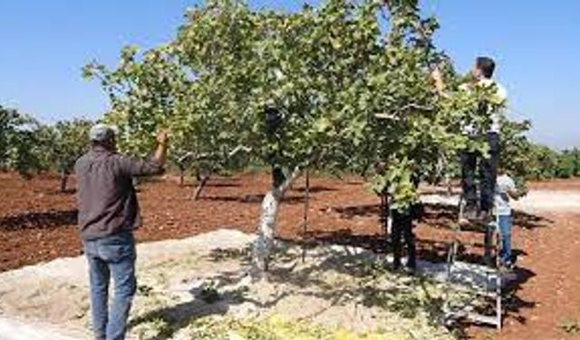 'Yeşil Altın'ın Hasat Zamanı: Antep Fıstığı Bereketi