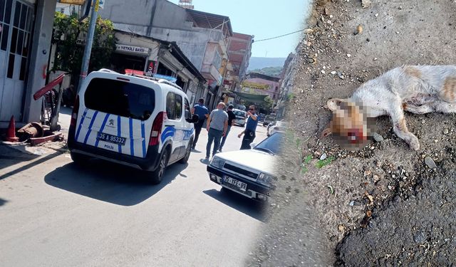 Kedilerin ölüm sebebi ortaya çıktı