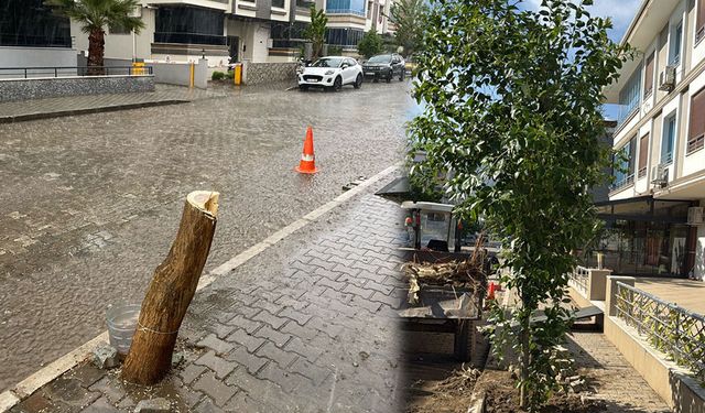 Tire Belediyesi, katledilen ağacın yerine yenisini dikti