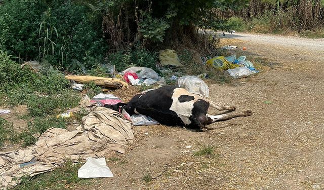 Telef olan hayvanı yol kenarına attılar