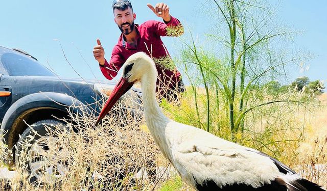 Yaralı leylek için seferber oldular