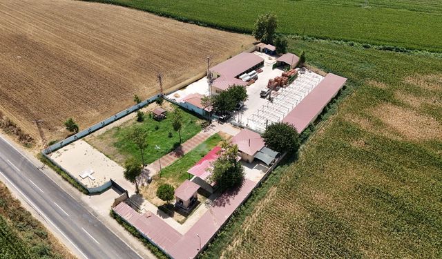 Tire Belediyesi hayvan bakımevinde kapasite artırılıyor