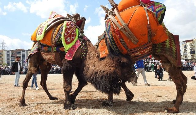 Denizli’de “Şap” sebebiyle deve güreşi iptal edildi