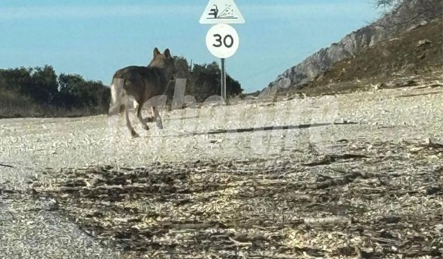 Tire Dağlarında Bir İlk: Kurt Kameralara Yansıdı!