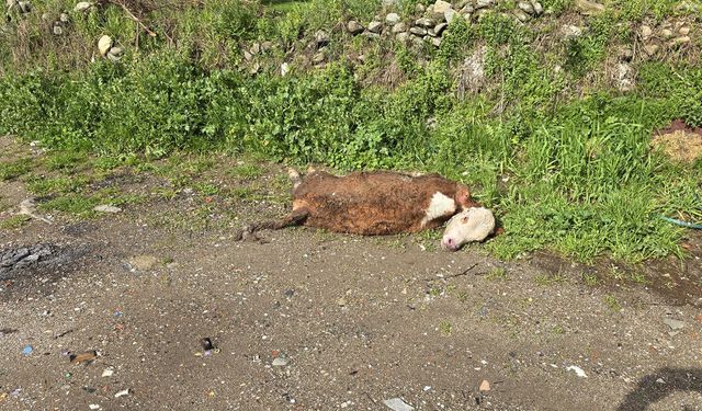 Telef olan hayvanı yol kenarına attılar