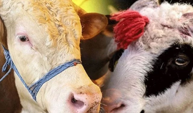 Kurban fiyatları cep yakacak