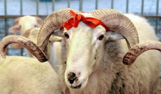 Vekaletle kurban kesim bedelleri belirlendi