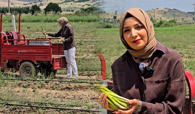 Tire’den Dünyaya Uzanan Başarı Hikayesi: Kadın Çiftçi Kuşkonmaz Üretimiyle Ezber Bozdu