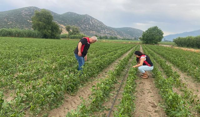 Doludan zarar gören tarlalarda inceleme yapıldı