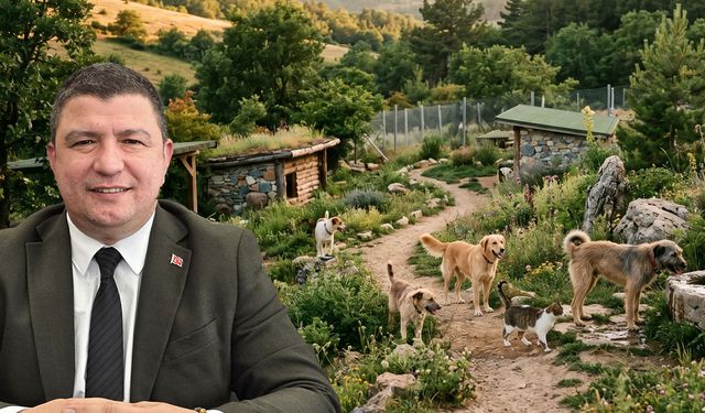 Sokak Hayvanları için müjdeli haber