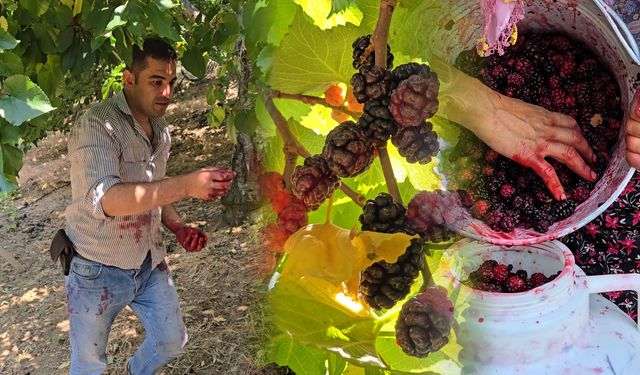 Tire’de karadut hasadı başladı