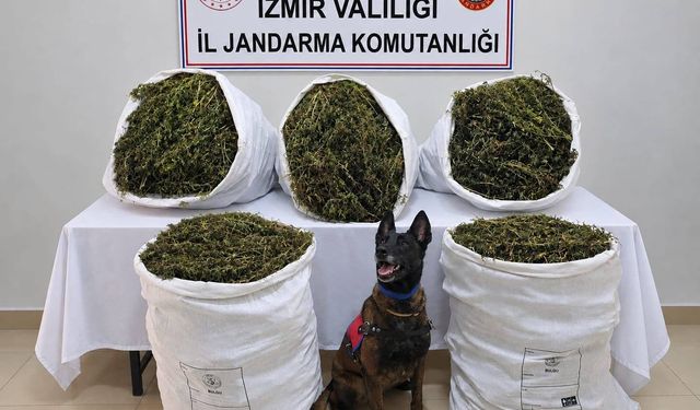 Tire’de 55 kilo esrar ele geçirildi: 3 kişi tutuklandı