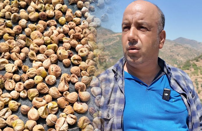 Tire’de incir hasadı başladı: kalite beklentisi yüksek